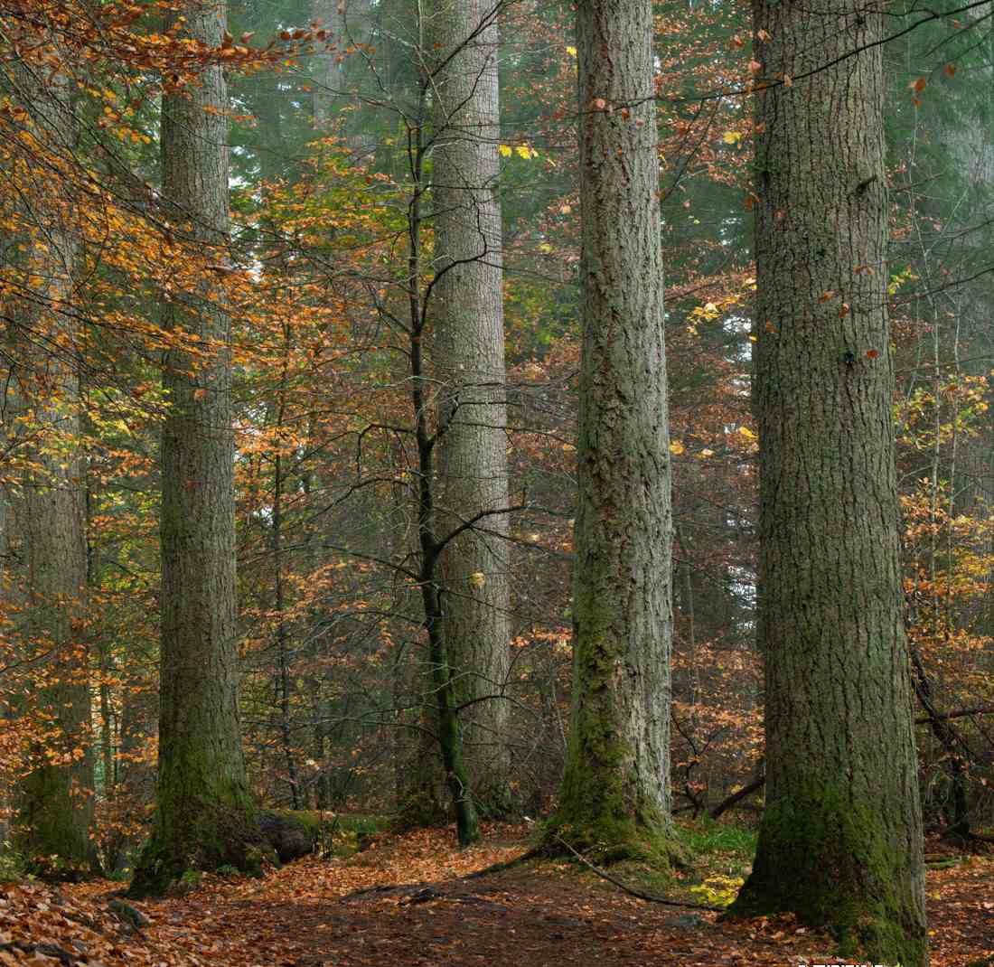 图片[6]-（9035期）Alister Benn富有表现力的风光后期减淡和加深大师班-中英字幕-生财有道